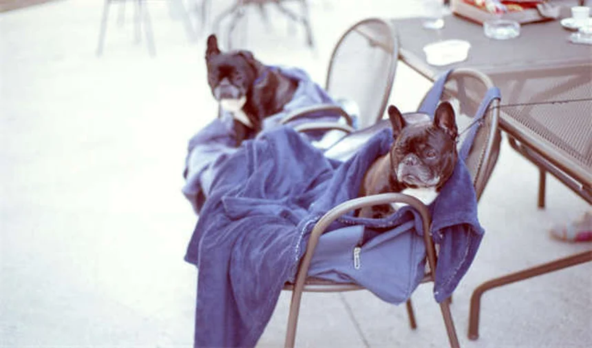 Previcox für Hunde: Wirkung, Dosierung & wichtige Tipps