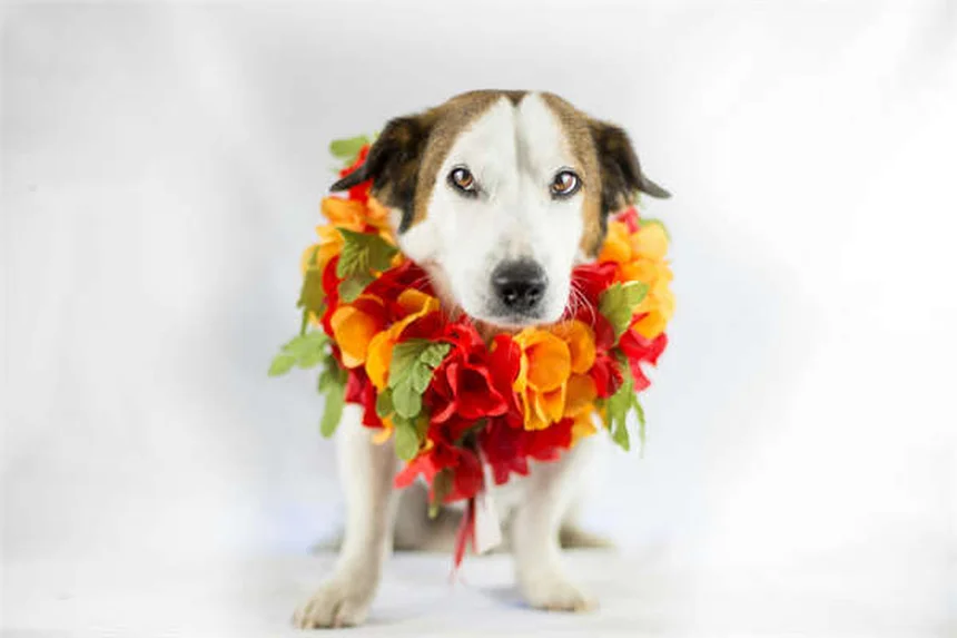 Doga für Hunde: Entspannung & Spaß mit deinem Vierbeiner