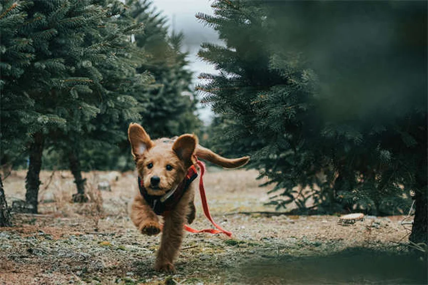 Hundehütte: Warum dein Vierbeiner sie unbedingt braucht!