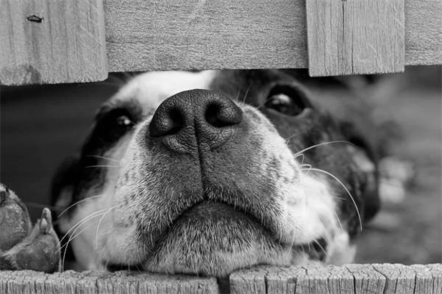 Proliferative Enteritis bei Hamstern: Symptome & Behandlung