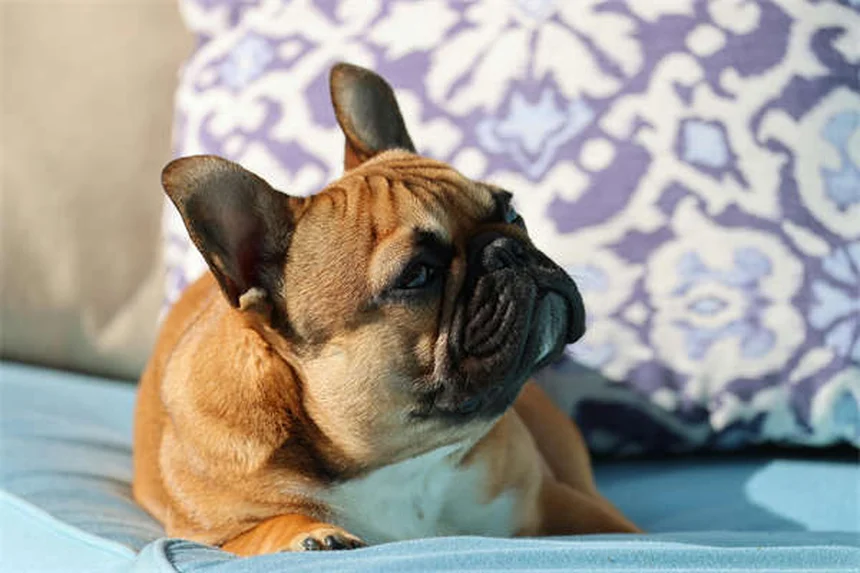 Stressfreier Tierarztbesuch: So gewöhnt sich Ihr Hund angstfrei an die Praxis
