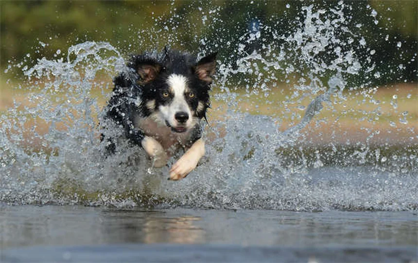 Stressfreier Tierarztbesuch: So gewöhnt sich Ihr Hund angstfrei an die Praxis