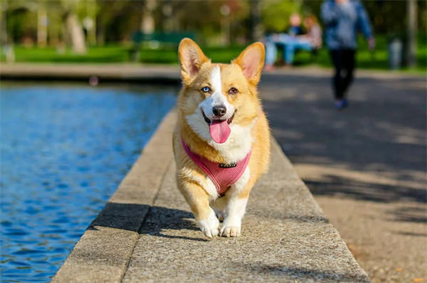 Schmerzmittel für Hunde: Was hilft wirklich? (2024 Ratgeber)