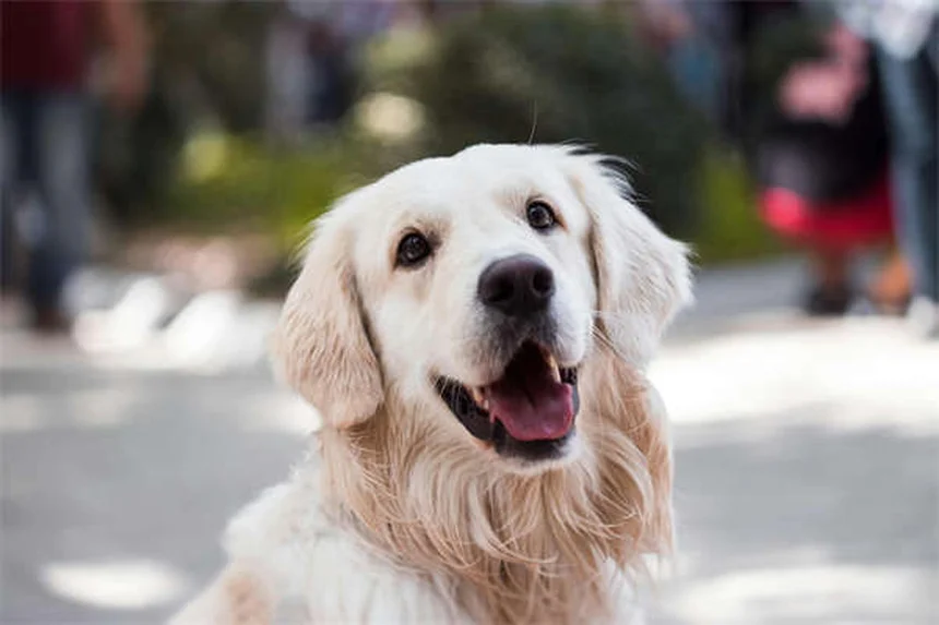 Hundekrampfanfälle: Ursachen, Symptome & Soforthilfe