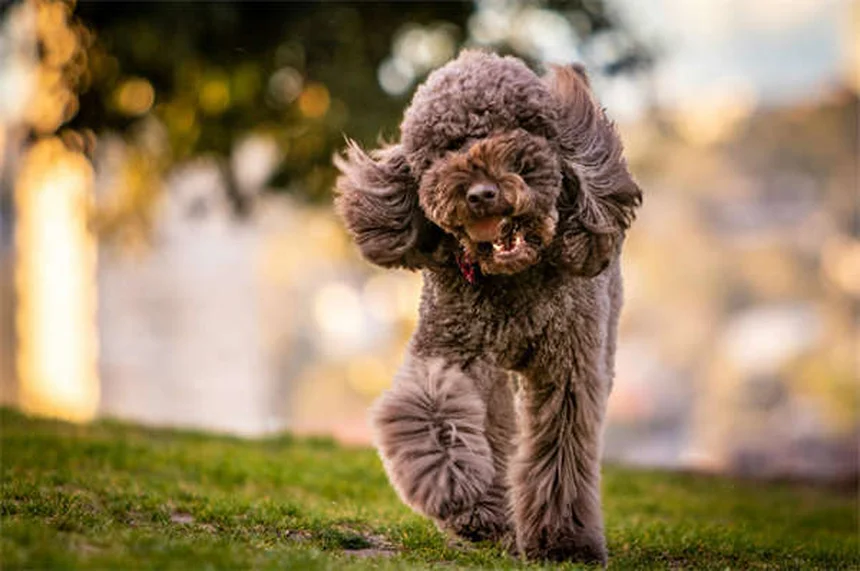 Harnkristalle bei Hunden: Wann du zum Tierarzt musst
