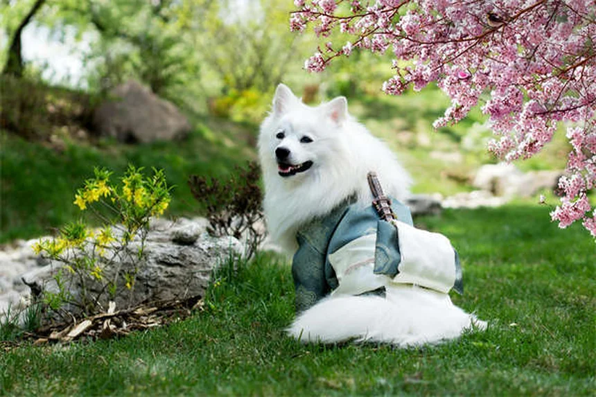 Meclizin für Hunde: Wirkung, Dosierung & wichtige Tipps