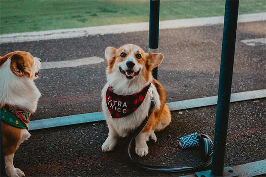 Hund hört nicht auf zu bellen? 7 bewährte Tipps für ruhige Nächte